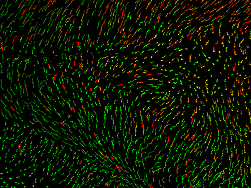 Cone opsin labeled in a flatmount mouse retina