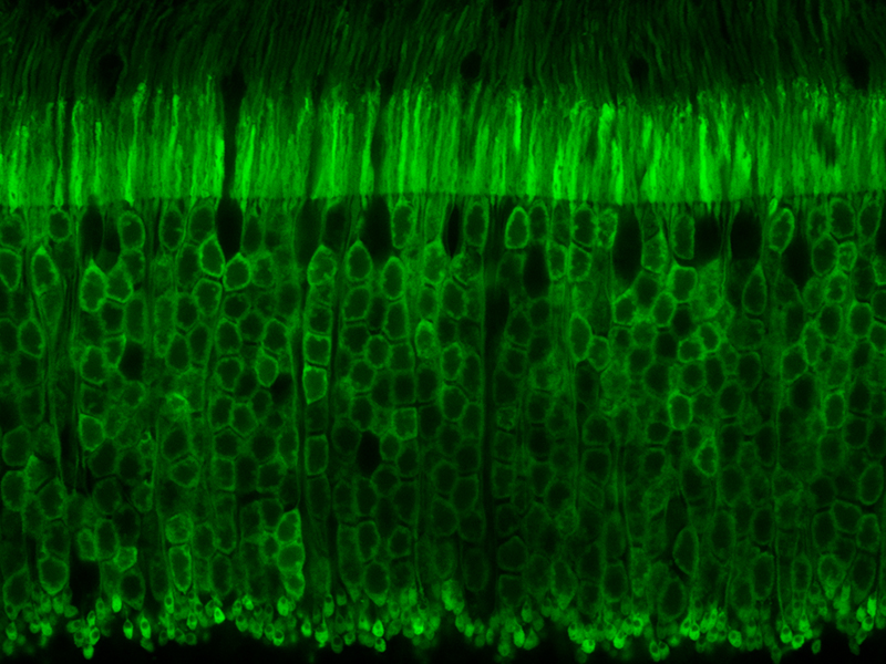 Mouse photoreceptors labeled via transgenic expression of NRL-GFP